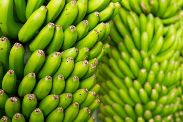 تصویر 4 از خرید و قیمت موز اکوادور سبز + فروش صادراتی